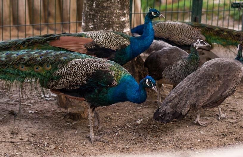 Павлины в контактном зоопарке в поселке Emerald Village